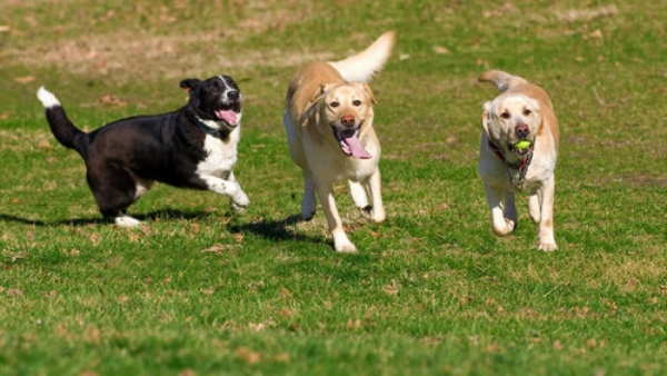 Modifiche accesso all'area sgambamento cani