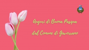 sfondo rosa, mazzo tulipani sulla sinistra, logo comune in alto a destra, scritta auguri di buona pasqua dal comune di gavorrano